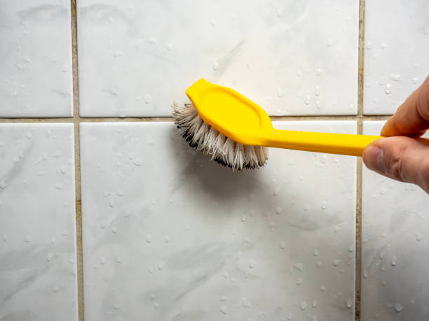 Best Toxic Mold Removal  in Lake Grove, NY