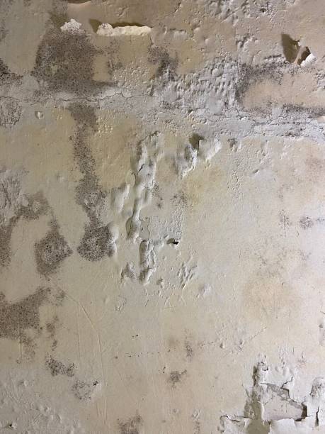 Best Mold Testing  in Lake Grove, NY
