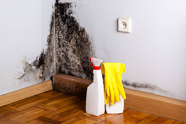 Best Attic Mold Removal  in Lake Grove, NY